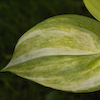 Hosta Blizzard