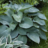 Hosta Blue Angel