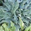 Hosta Blue Arrow