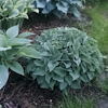 Hosta Blue Boy