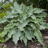 Hosta Blue Cascade