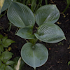 Hosta Blue Dolphin