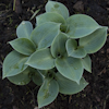 Hosta Blue Ice