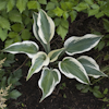 Hosta Blue Ivory