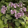 Hosta Blue Mouse Ears