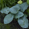 Hosta Blue Seer