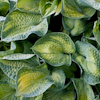 Hosta Blue Shadows