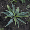 Hosta Blue Sliver