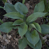 Hosta Blue Umbrellas