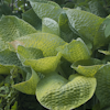 Hosta Bold And Brassy