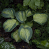 Hosta Borwick Beauty