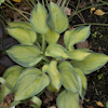 Hosta Bright Lights