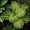 Hosta Cathedral Windows