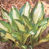 Hosta Center Of Attention