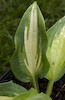 Hosta Chain Lightning