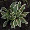 Hosta Chantilly Lace