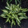 Hosta Cherry Berry