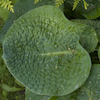 Hosta Clear Fork River Valley