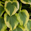 Hosta Climax