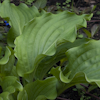 Hosta Clovelly