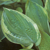 Hosta Collector`s Banner