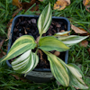 Hosta Confused Angel