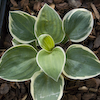 Hosta Country Mouse