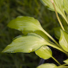 Hosta Cracker Crumbs