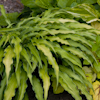 Hosta Curly Fries