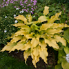 Hosta Dab a Green