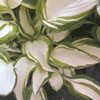 Hosta Dancing In The Rain