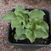 Hosta Dancing Mouse