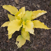 Hosta Dancing Queen