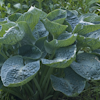 Hosta Deep Blue Sea