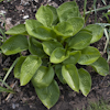 Hosta Deep Pockets