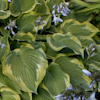 Hosta Deja Blu