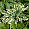 Hosta Deliverance