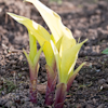 Hosta Designer Genes