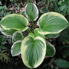 Hosta Diana Remembered