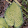 Hosta Dick Ward