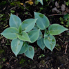 Hosta Dorset Blue