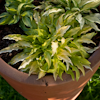 Hosta Dragon Tails