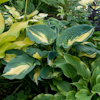 Hosta Dream Queen