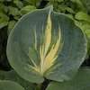 Hosta Dream Weaver