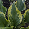 Hosta Dust Devil