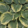 Hosta Earth Angel