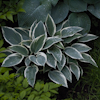 Hosta El Nino