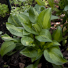 Hosta Emerald Necklace