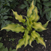 Hosta Emerald Ruff Cut