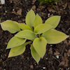 Hosta English Sunrise